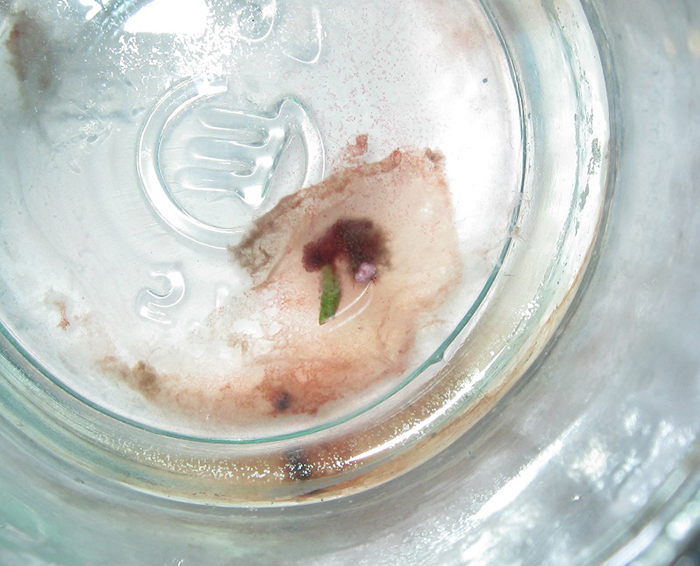 Знать врага в лицо. Ржавчина Часть 1 1 Развитие Botrytis cinerea из пораженных сеянцев