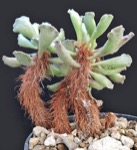 Adromischus cristatus v. clavifolius