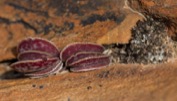 Adromischus maculatus в местах обитания