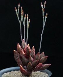 Adromischus  (Адромисхус)