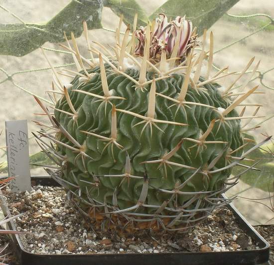 Echinofossulocactus (Stenocactus) kellerianus