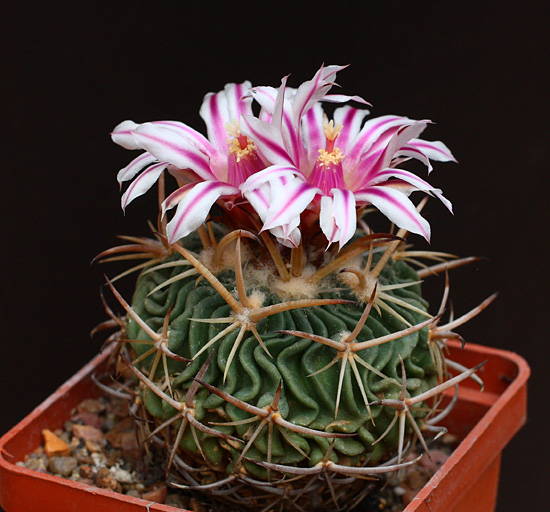 Echinofossulocactus (Stenocactus) erectocentrus