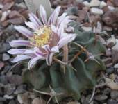 Echinofossulocactus (Stenocactus) crispatus v. longispinus