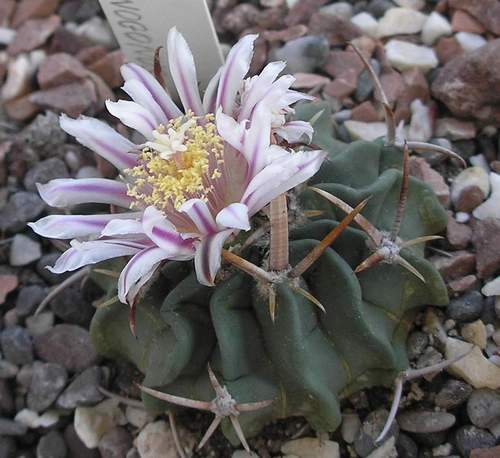 Возрождение рода Стенокактус (Stenocactus)