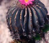 Geohintonia mexicana