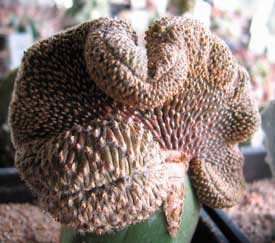 Geohintonia mexicana f. cristata