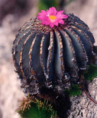 Geohintonia (Геохинтония)