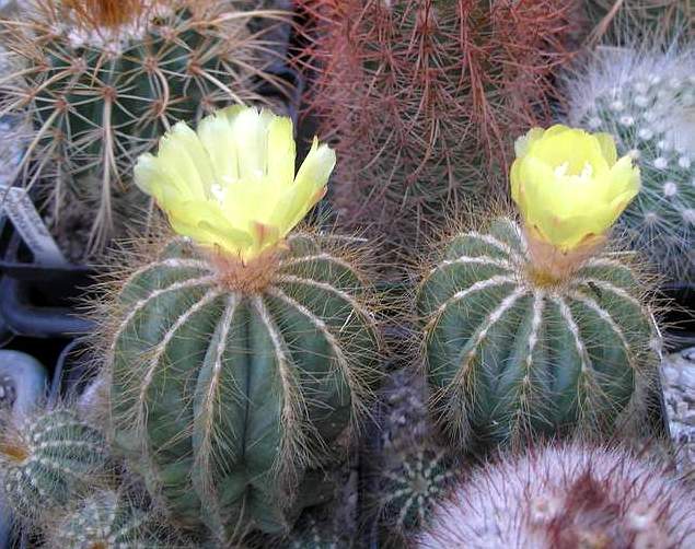 Notocactus (Eriocactus) magnificus