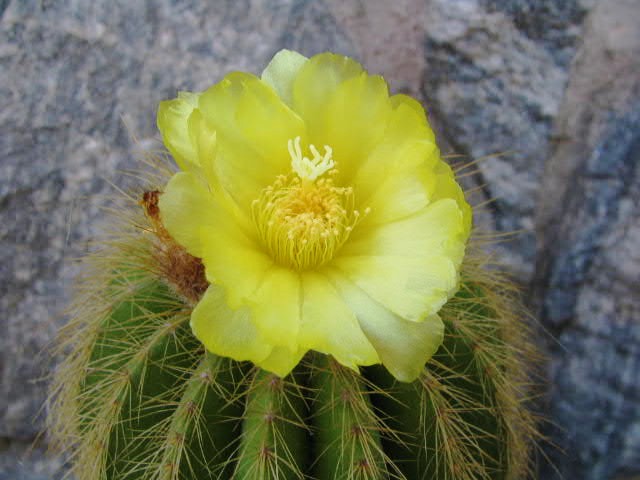 Notocactus (Eriocactus) warasii