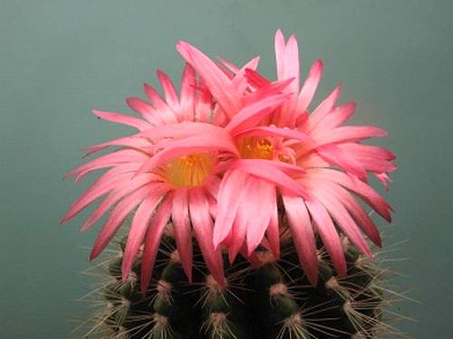 Notocactus herteri (rubriflorus)