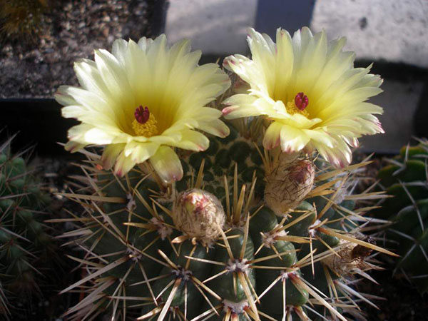 Notocactus mammullosus