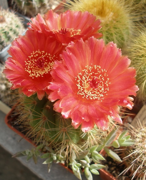 Notocactus ottonis v. venclurianus