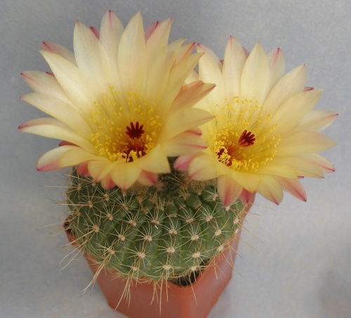 Notocactus concinnus