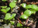 Проростки Adromischus fallax