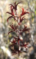 Раскрытые плоды Adromischus fili-caulis ssp. marlothii