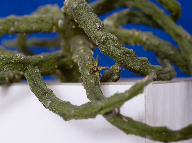 Rhytidocaulon sheilae