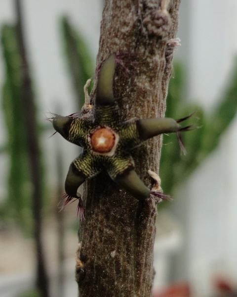 Rhytidocaulon sp. (macrolobum)