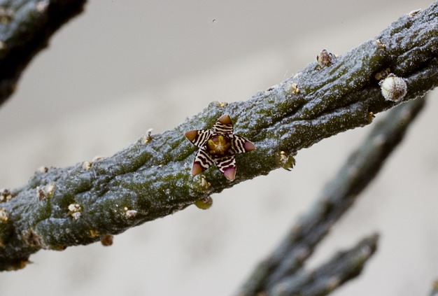 Rhytidocaulon subscandens