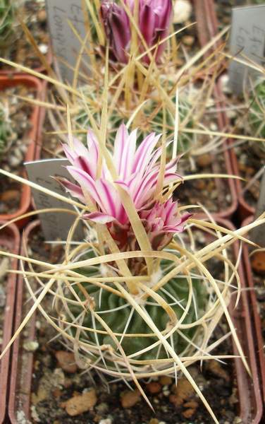 Echinofossulocactus (Stenocactus) crispatus v. longispinus
