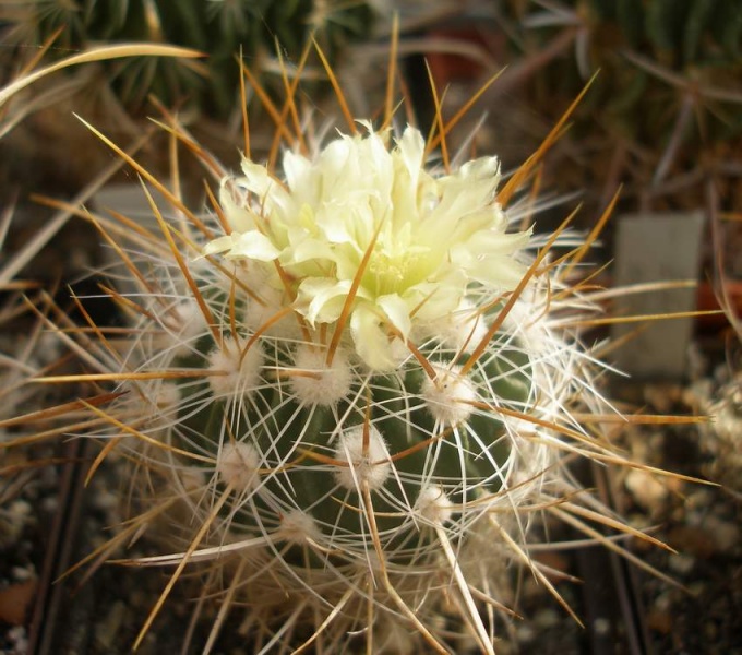 Eсhinofossulocactus (Stenocactus) albatus (vaupelianus)