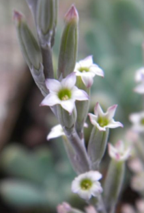 Цветёт Adromischus cristatus