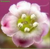 Цветок A. subdistichus
