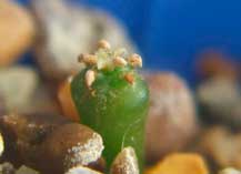 Geohintonia (Геохинтония) | 3