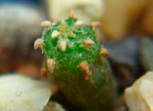 Geohintonia (Геохинтония) | 4