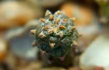 Geohintonia (Геохинтония) | 5