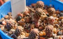 Geohintonia (Геохинтония) | 6