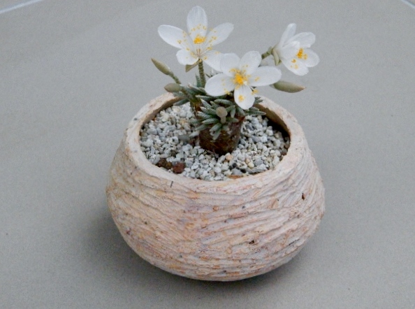 Авония (Avonia)