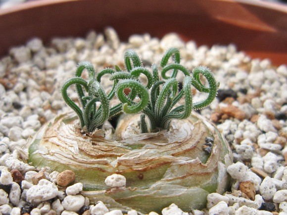 Альбука (Albuca)