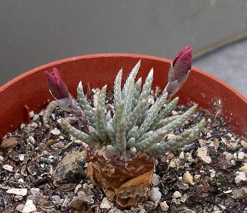 Avonia alstonii