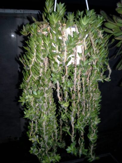 Anacampseros Rufescens зріз 30см - Зображення 2