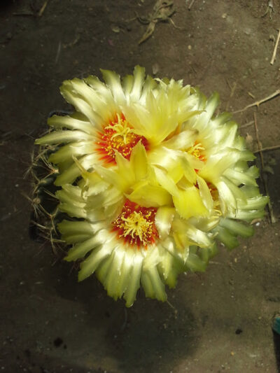 Hamatocactus setispinus - Зображення 2