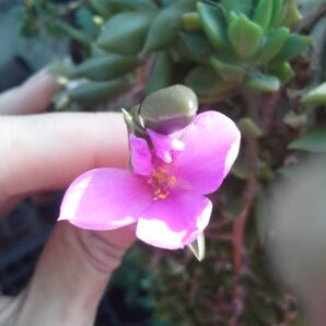 Anacampseros Rufescens