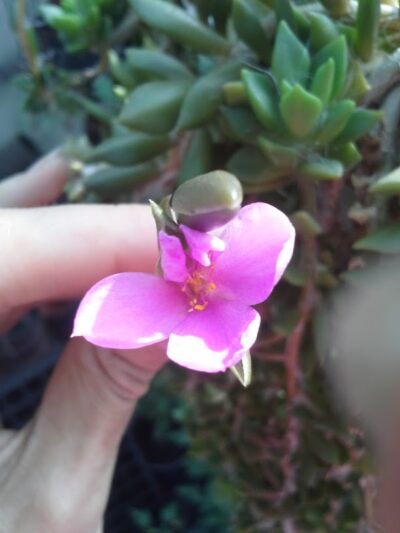 Anacampseros Rufescens