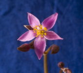 Anacampseros albidiflora