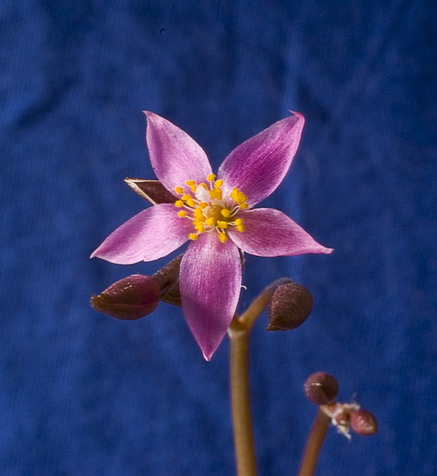 Анакампсерос (Anacampseros L.)