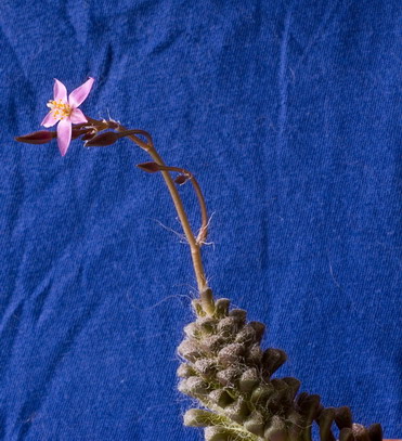 Anacampseros albidiflora