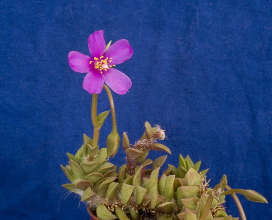 Anacampseros rufescens