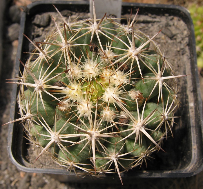 Coryphantha