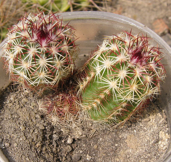 Echinocereus viridiflorus