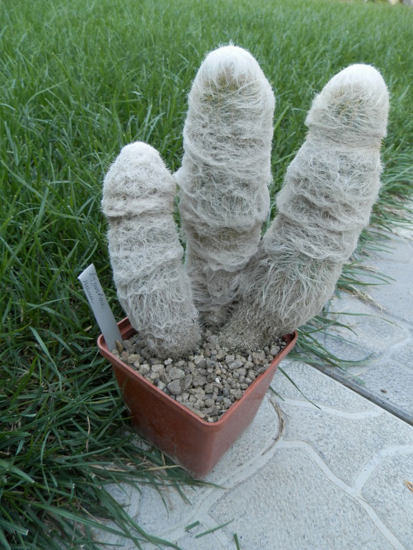 Espostoa nana