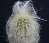 ESPOSTOA huanucoensis