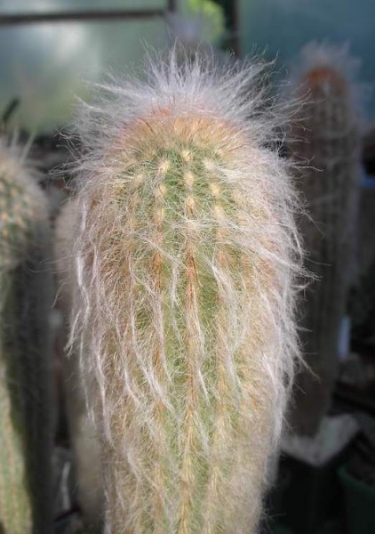 ESPOSTOA lanata