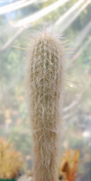 ESPOSTOA ritteri