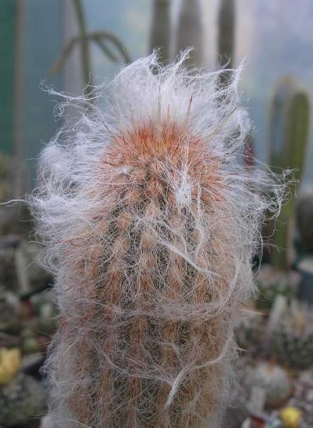 ESPOSTOA ruficeps