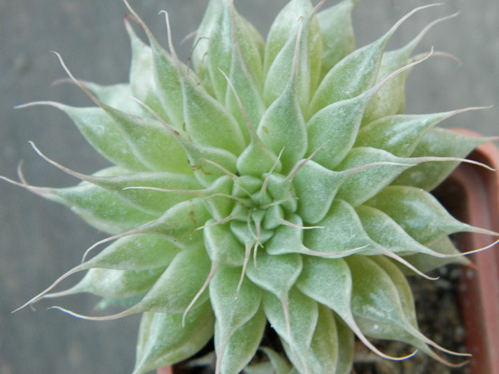Graptopetallum ‘Silver Star’
