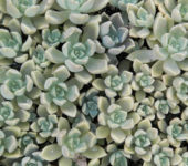 Graptopetalum paraguayense